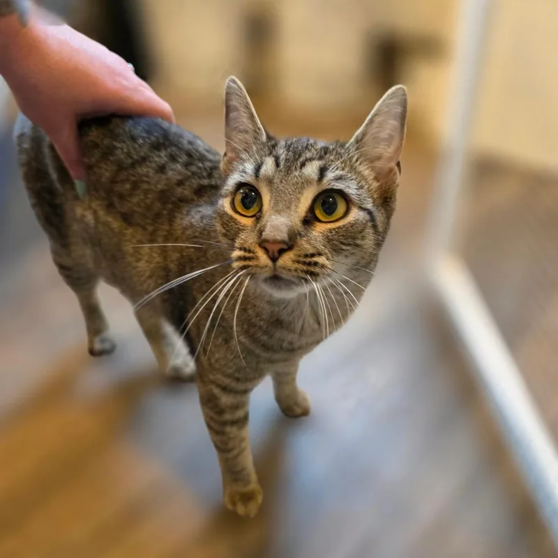 A young medium-sized female Brown / Chocolate Domestic Short Hair cat named Shortcake for adoption in Rocky Mount, VA