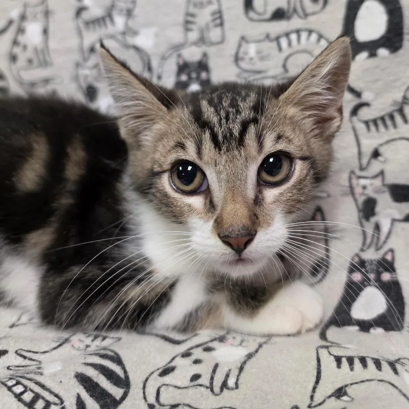 A baby medium-sized male Tabby (Brown / Chocolate) Domestic Short Hair cat named Pinecone for adoption in Graham, WA