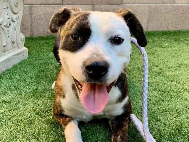 A young medium-sized female Brown / Chocolate Pit Bull Terrier dog named SAVE ME PLEASE Valerie for adoption in San Marcos, CA