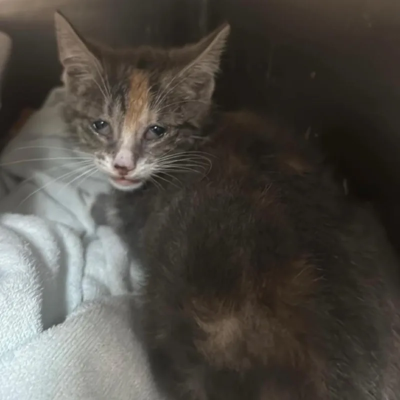 A baby small-sized female Calico Domestic Short Hair cat named Pennywise for adoption in Enterprise, AL