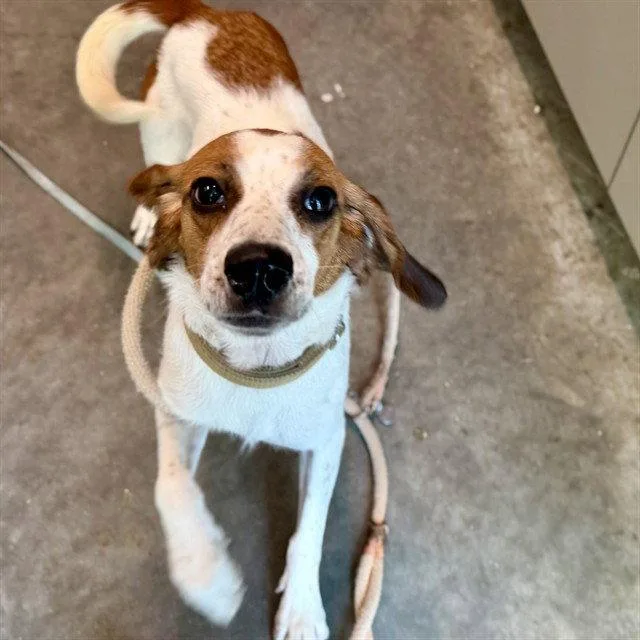 An adult medium-sized female Foxhound dog named A for adoption in Tavares, FL