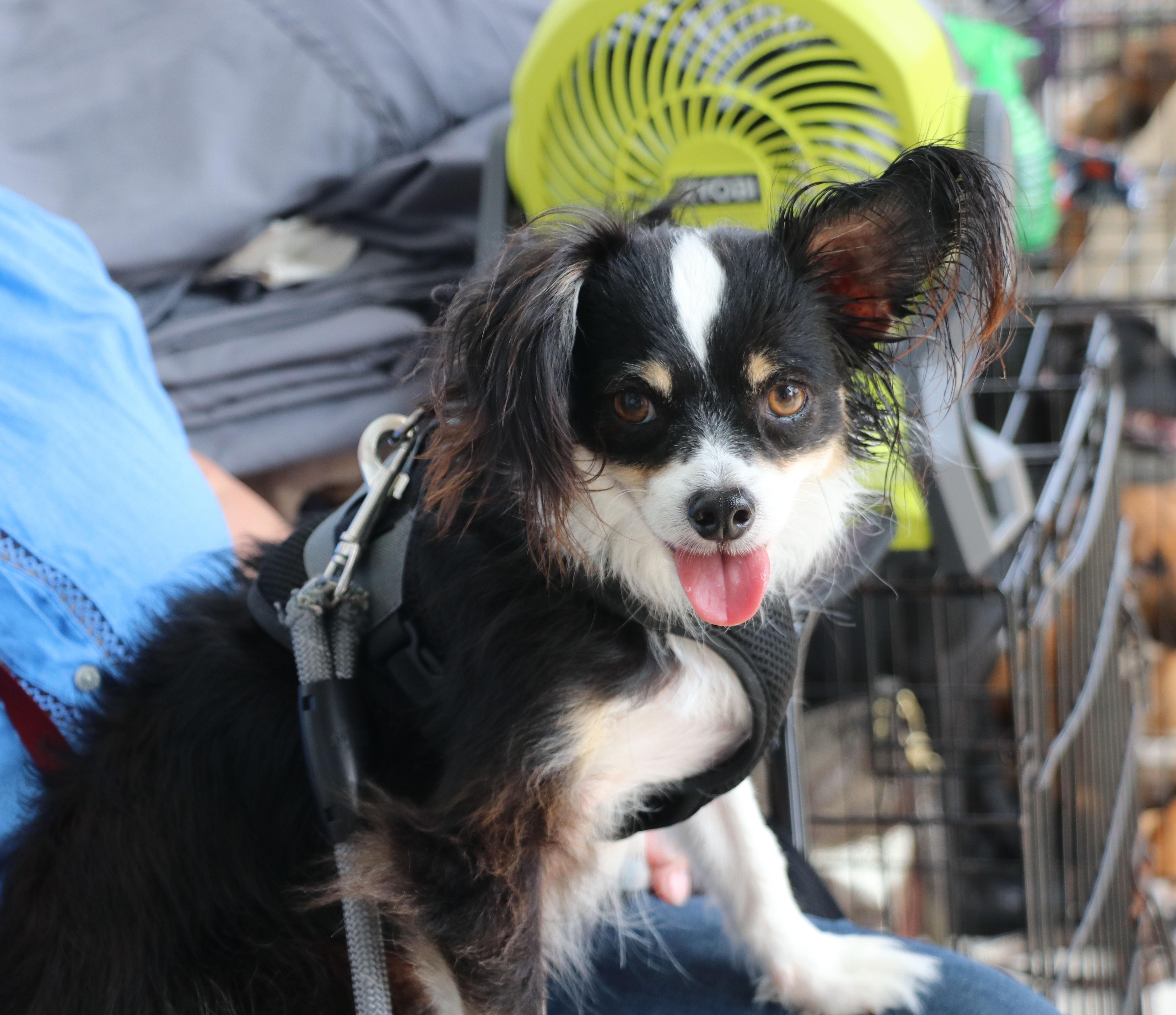 An adult small-sized male Black Papillon dog named Jake Papillon for adoption in Pflugerville, TX