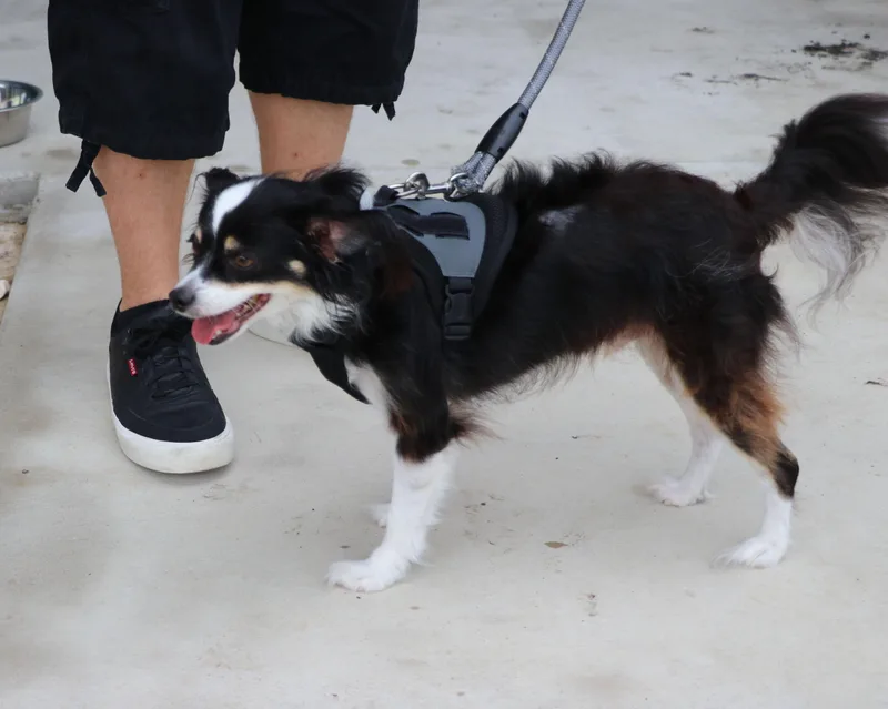 Jake Papillon thumbnail 2