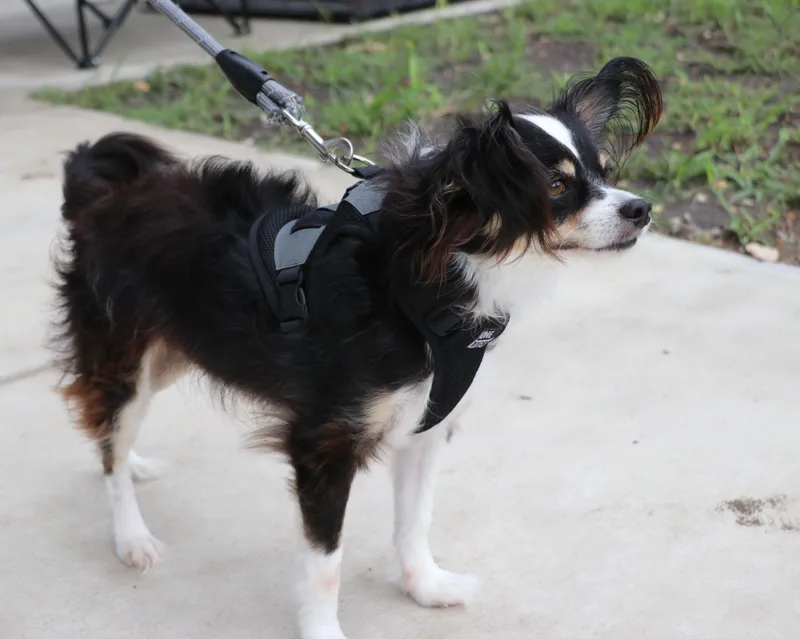 Jake Papillon thumbnail 3