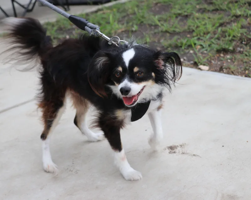 Jake Papillon thumbnail 5