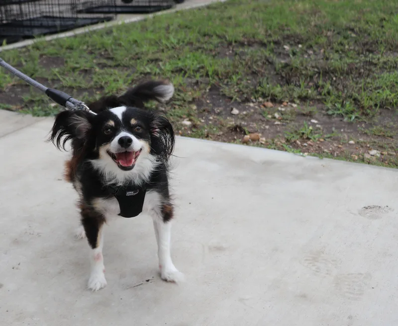 Jake Papillon thumbnail 6