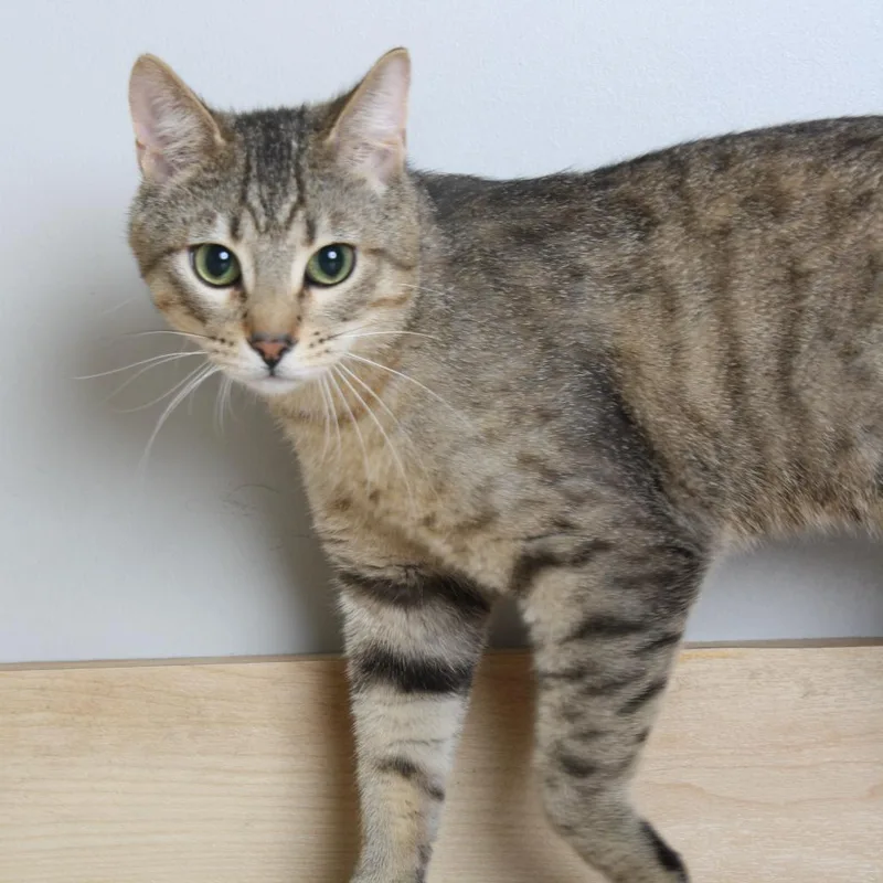 A young medium-sized male Brown / Chocolate Domestic Short Hair cat named Sully O'Sullivan C for adoption in Minnetonka, MN