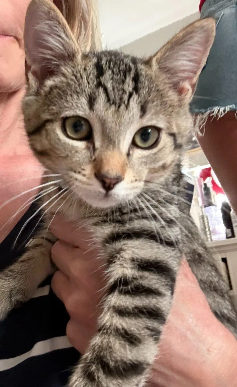 A baby small-sized male Tabby (Brown / Chocolate) Domestic Short Hair cat named Oopy Goopy for adoption in Raleigh, NC