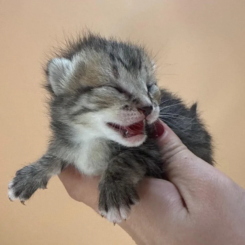 A baby small-sized female Torbie Domestic Short Hair cat named Ziti for adoption in San Antonio, TX