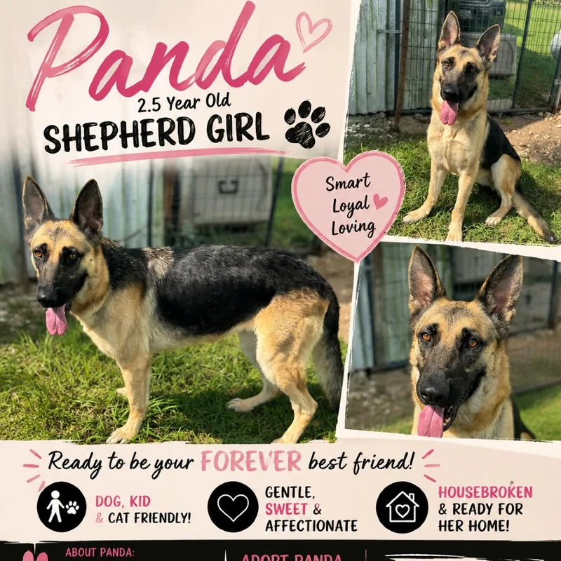 An adult large-sized female Black German Shepherd Dog dog named Panda for adoption in Anahuac, TX