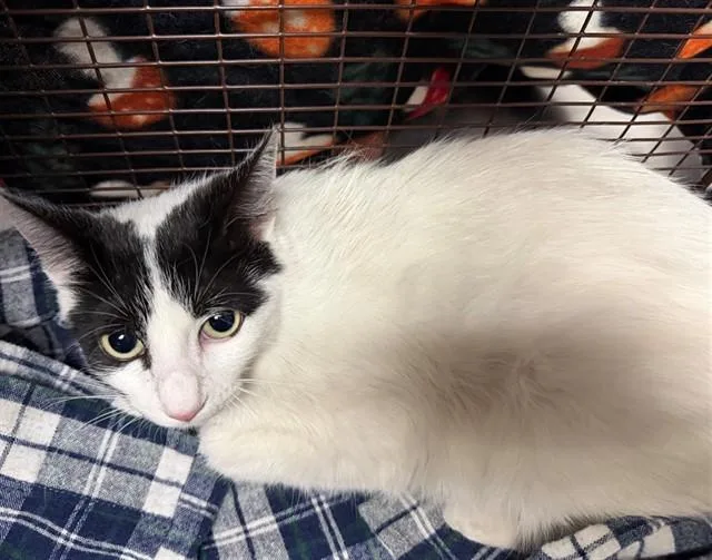 A young small-sized female Domestic Short Hair cat named Holly for adoption in San Bernardino, CA