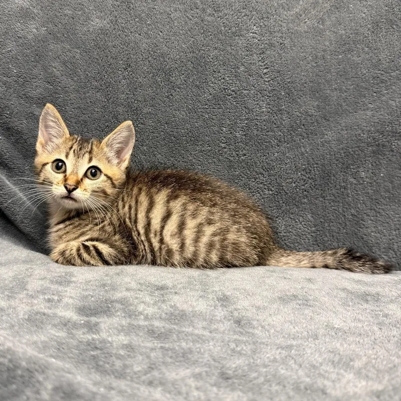 A baby medium-sized female Domestic Short Hair cat named Jackson for adoption in Brenham, TX