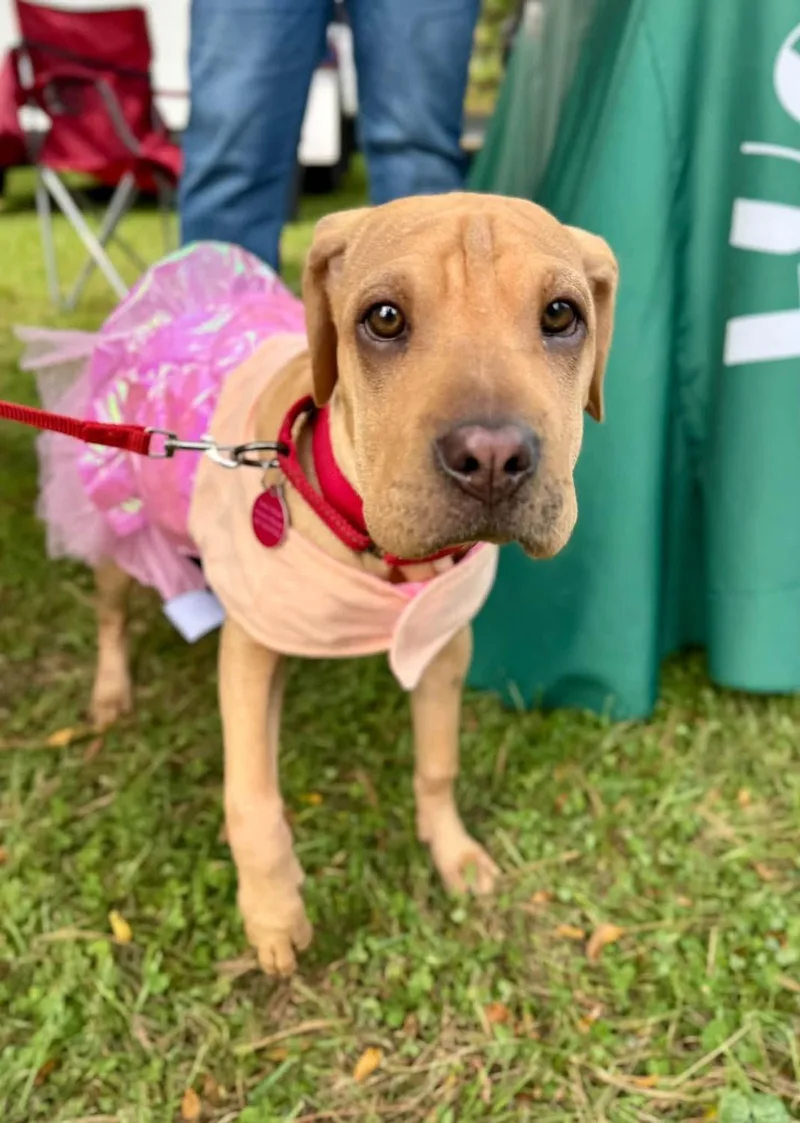 A baby medium-sized female Shar-Pei dog named Saki for adoption in Avondale, PA