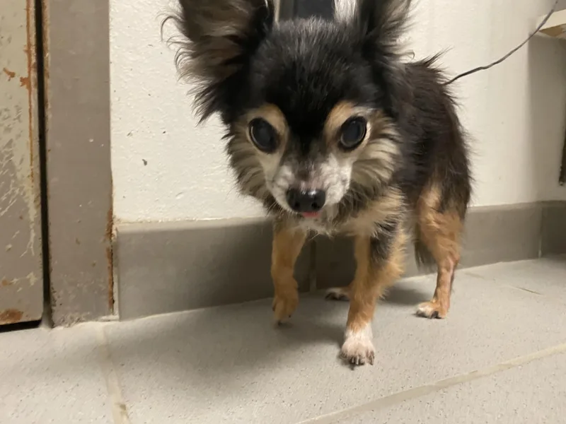 A senior small-sized female Chihuahua dog named Stray Chihuahua for adoption in Hays, KS