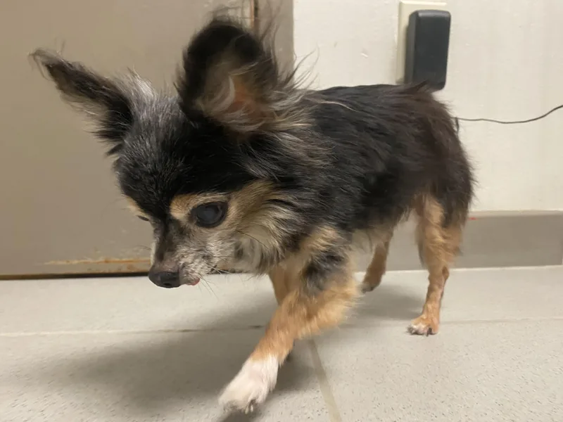 Stray Chihuahua thumbnail 2