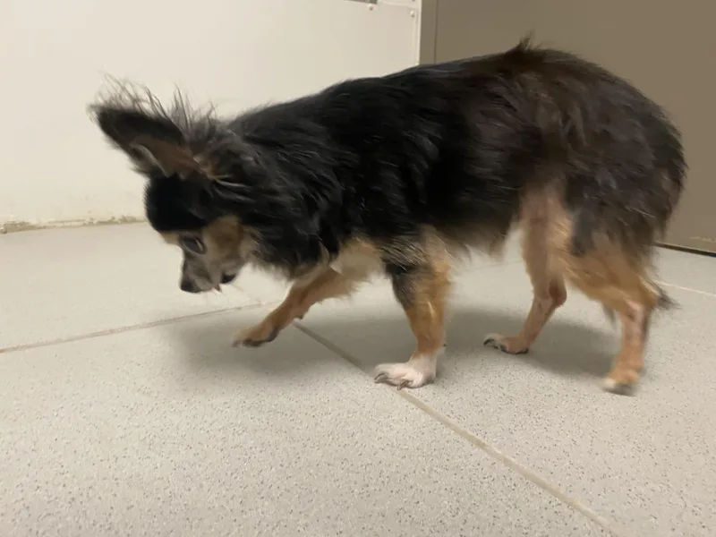 Stray Chihuahua thumbnail 3
