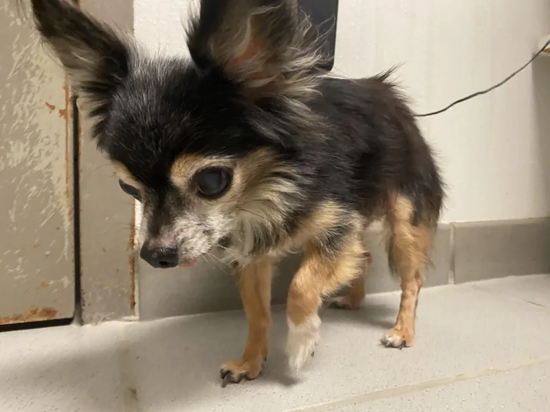 Stray Chihuahua thumbnail 4