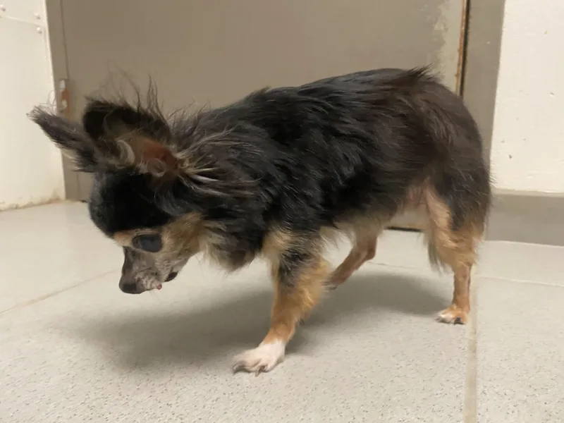Stray Chihuahua thumbnail 5