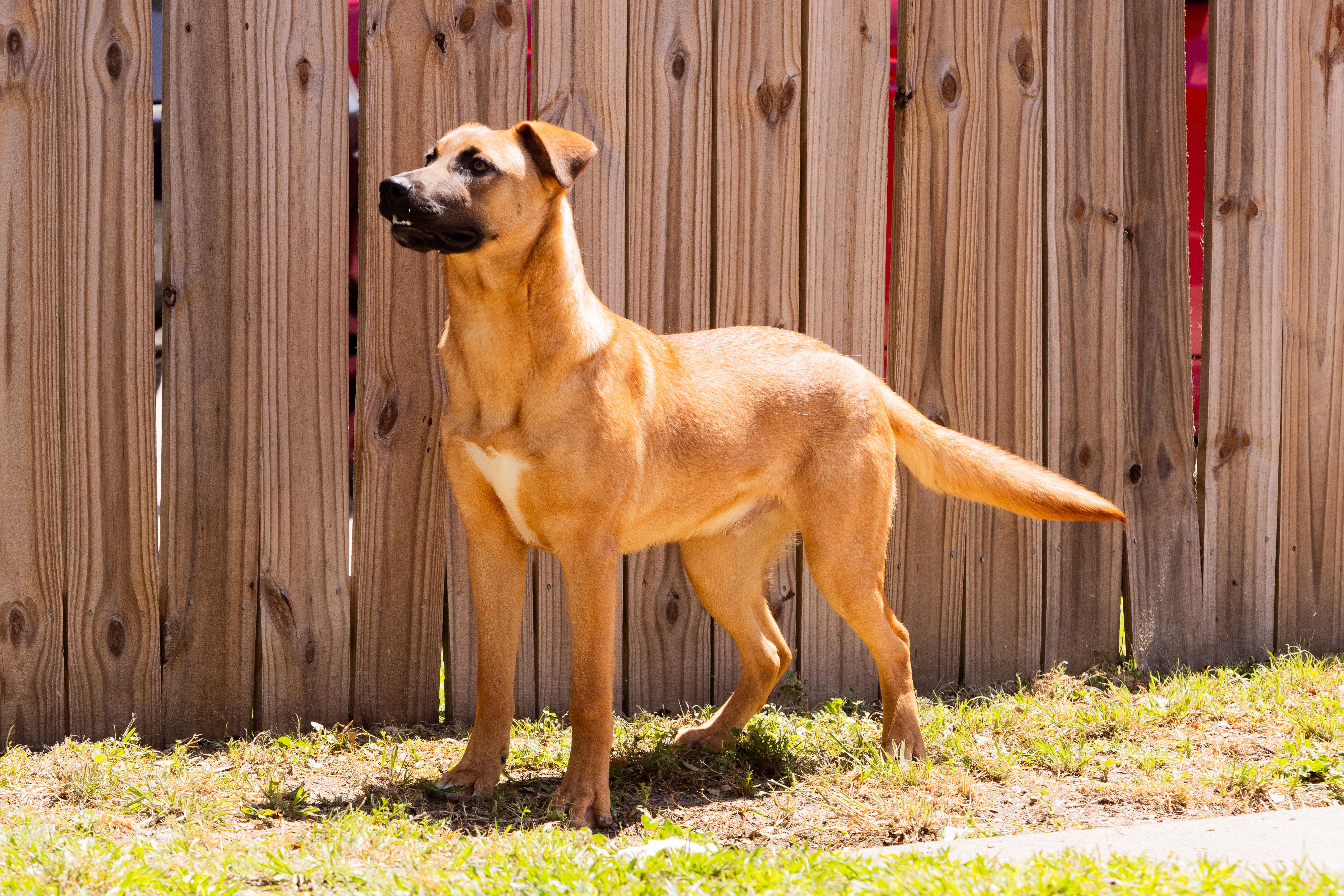 A young medium-sized male Tricolor (Brown, Black, & White) Shepherd dog named Kashmir for adoption in Tomball, TX