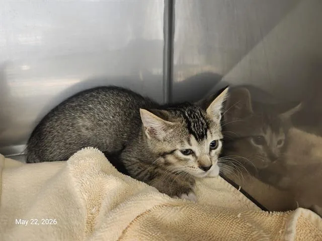 A baby small-sized female Domestic Short Hair cat named Angelica for adoption in Santa Cruz, CA