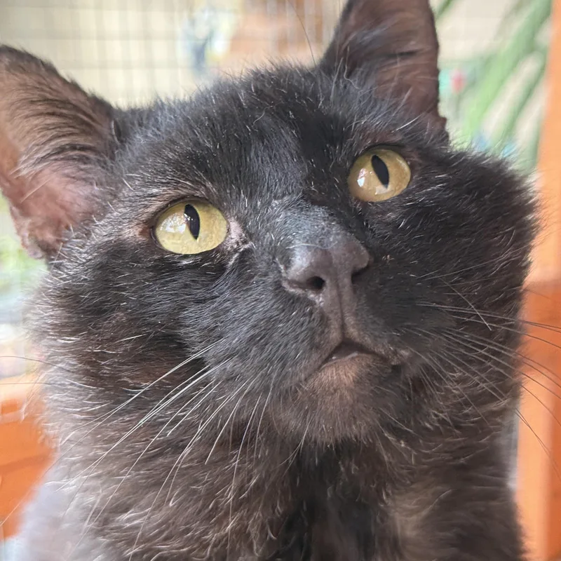 A senior medium-sized male Black Domestic Short Hair cat named Liam for adoption in Oceanside, CA