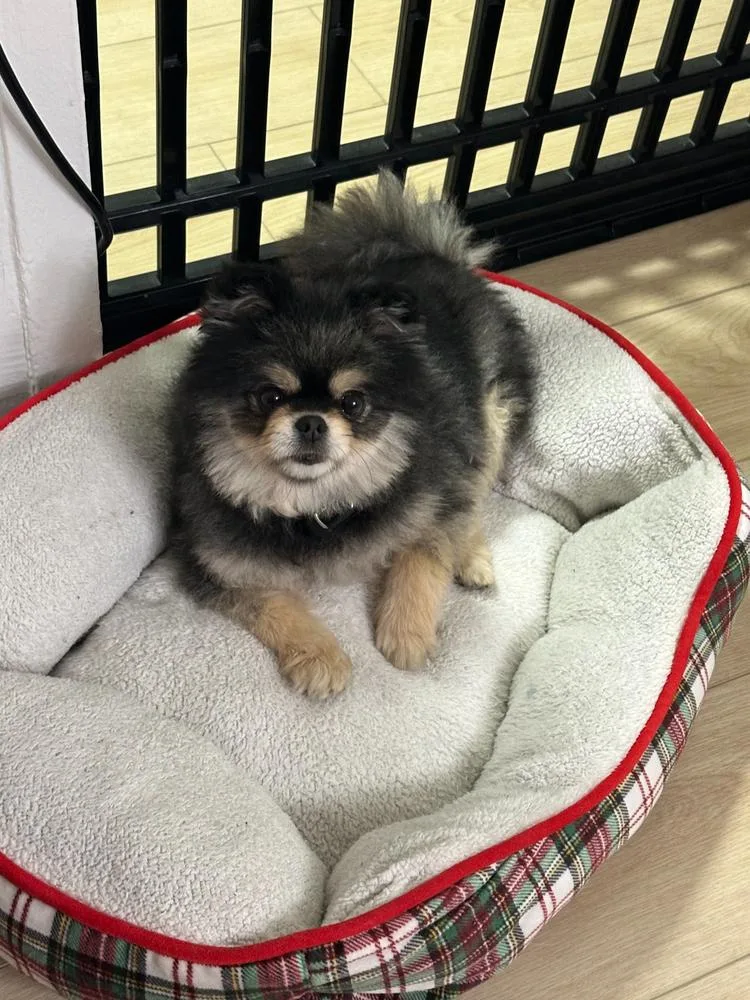 An adult small-sized female Tricolor (Brown, Black, & White) Pomeranian dog named Smoky for adoption in Long Island City, NY