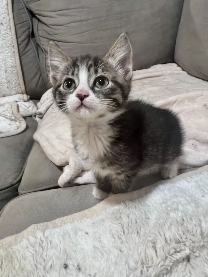 A baby medium-sized male Tabby (Gray / Blue / Silver) American Shorthair cat named Nina And Nova for adoption in Philadelphia, PA