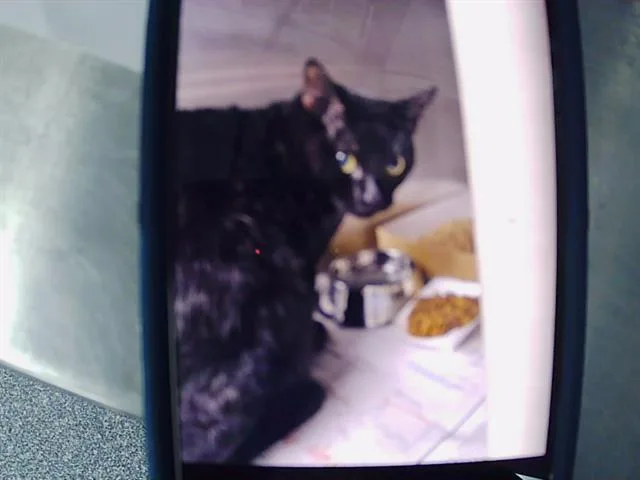 An adult medium-sized male Domestic Short Hair cat named Blake for adoption in Charlotte, NC