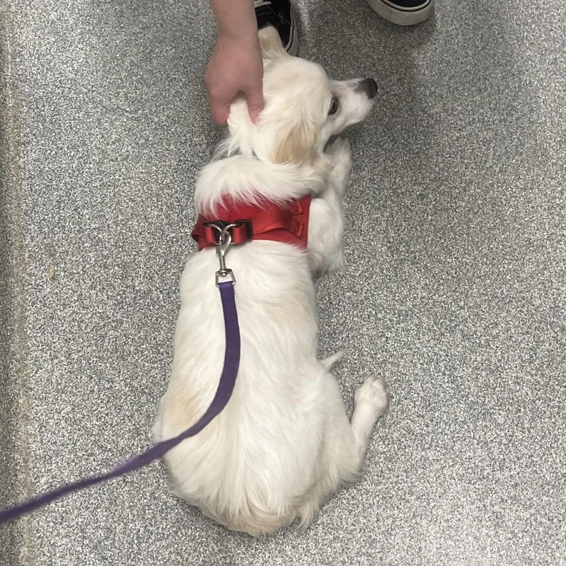 A baby small-sized female White / Cream Mixed Breed dog named Marshmellow for adoption in Hinsdale, IL