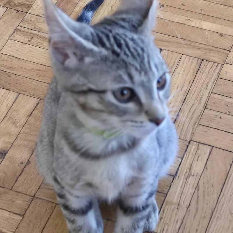 A baby small-sized male Brown / Chocolate Domestic Short Hair cat named Taco for adoption in Wilmington, DE