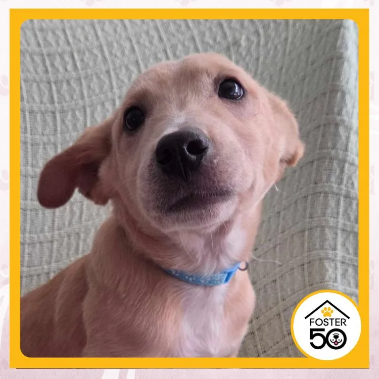 A baby small-sized male Yellow / Tan / Blond / Fawn Mixed Breed dog named Haji Wright for adoption in Toms River, NJ