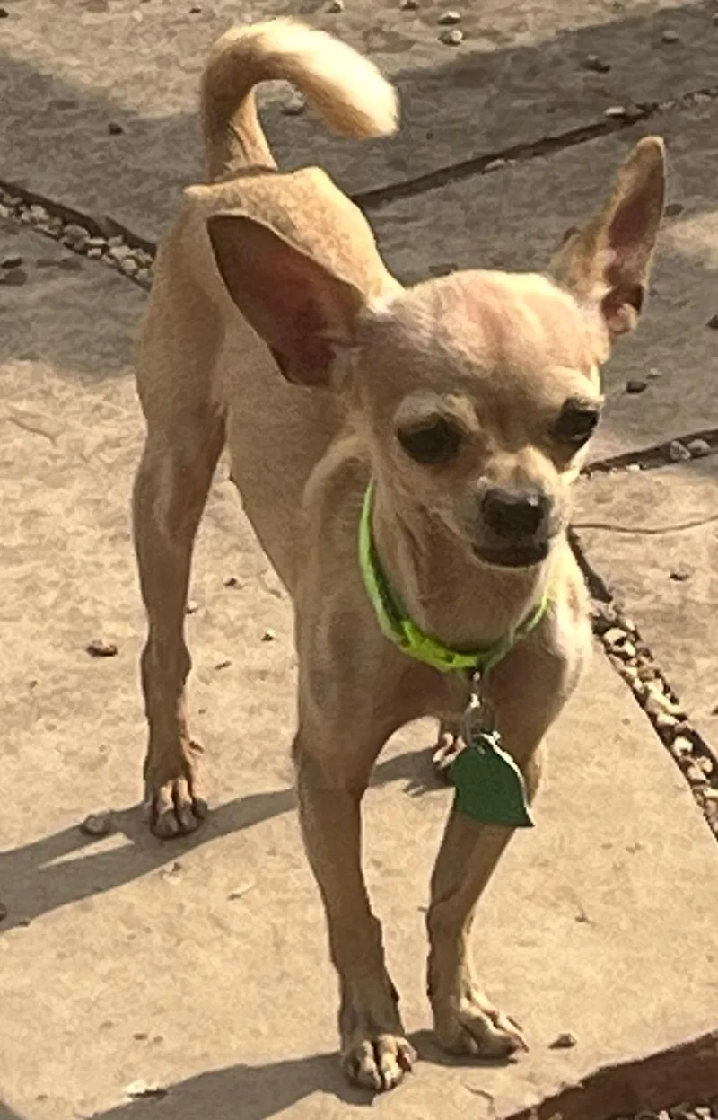 Tiny Mia