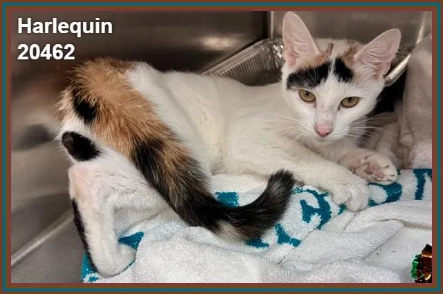 A baby medium-sized female Calico Domestic Short Hair cat named Harlequin for adoption in Marietta, GA