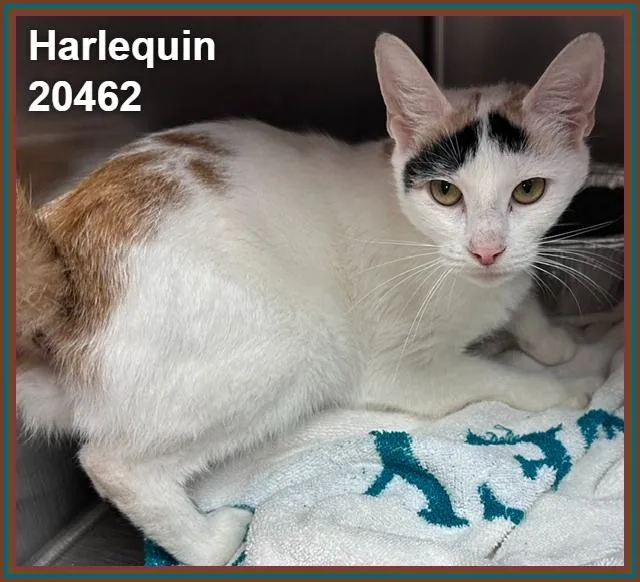 Harlequin thumbnail 2