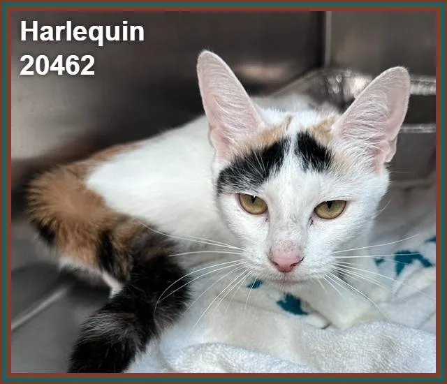 Harlequin thumbnail 3