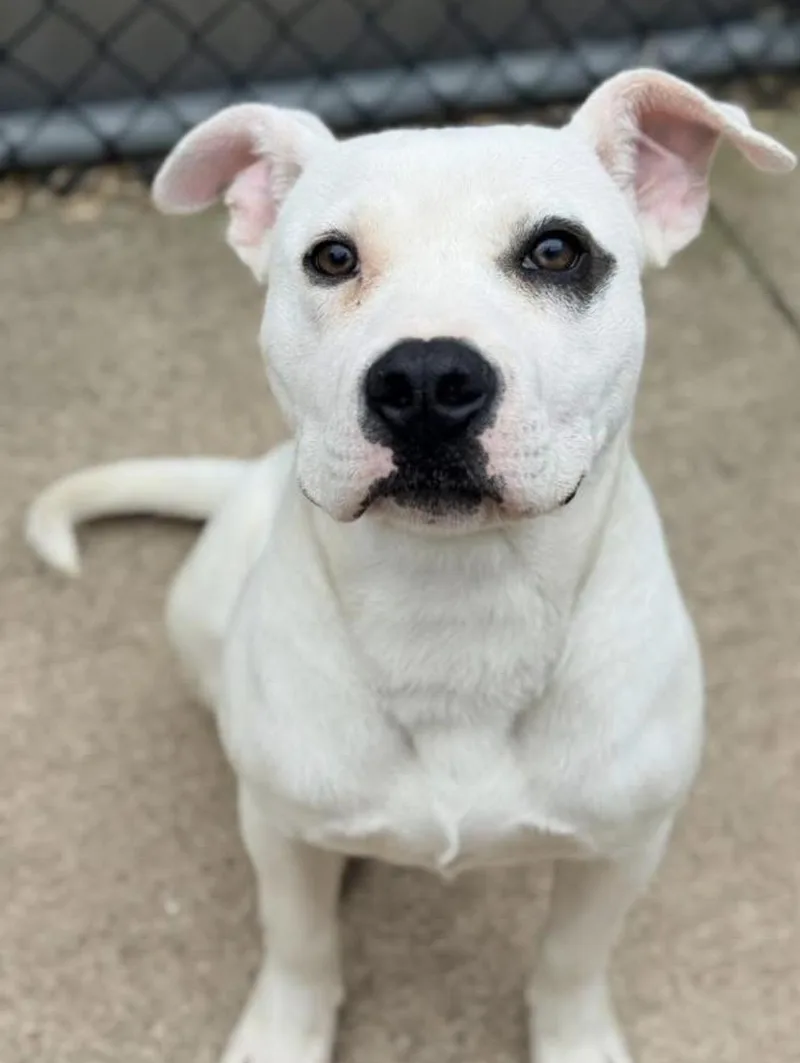 An adult medium-sized male White / Cream Pit Bull Terrier dog named Bullseye for adoption in Chicago, IL