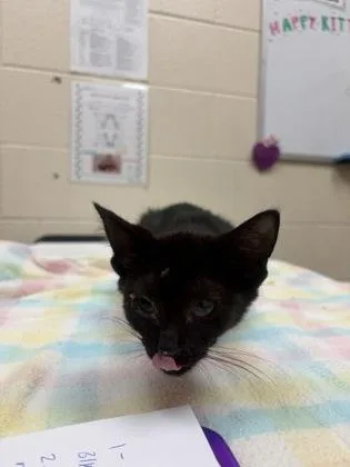 A baby small-sized female Domestic Short Hair cat named Wisp for adoption in Westland, MI