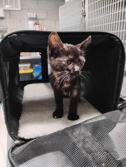 A baby small-sized female Domestic Short Hair cat named Ranger for adoption in Hobart, IN