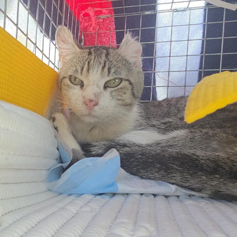 An adult small-sized female White Domestic Short Hair cat named Suzy for adoption in Brooklyn, NY