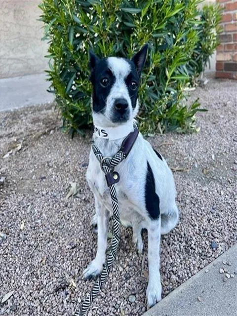 A young small-sized female Chihuahua dog named Pita for adoption in Phoenix, AZ