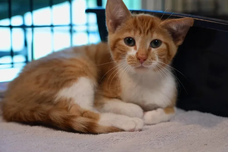 A young small-sized male Domestic Short Hair cat named Persimmon for adoption in Pinson, AL