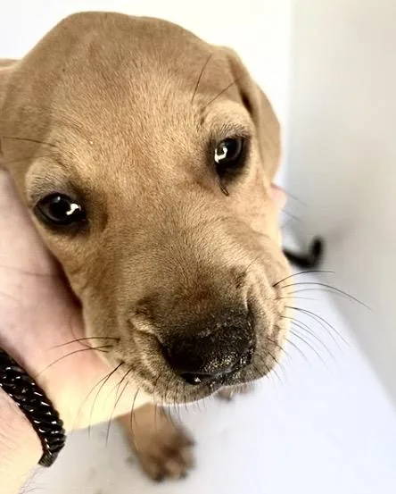A baby medium-sized female Redbone Coonhound dog named Dior for adoption in Houston, TX