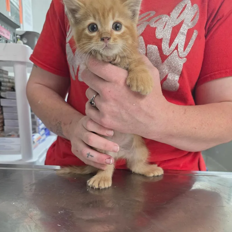 A baby small-sized male Orange / Red Domestic Short Hair cat named Bubbles for adoption in Clanton, AL