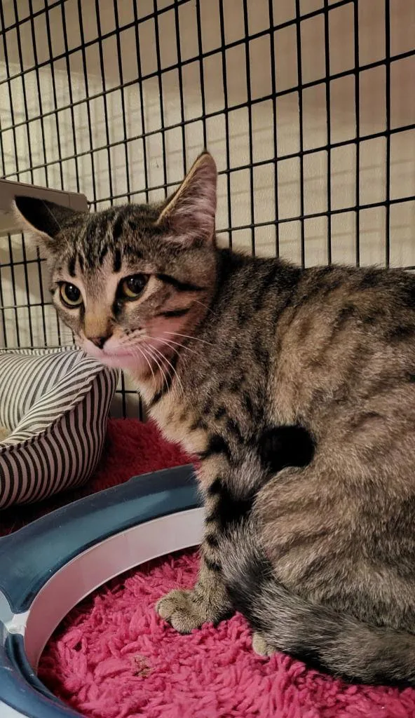 An adult medium-sized male Domestic Short Hair cat named Bustopher Jones for adoption in Rochester, NY