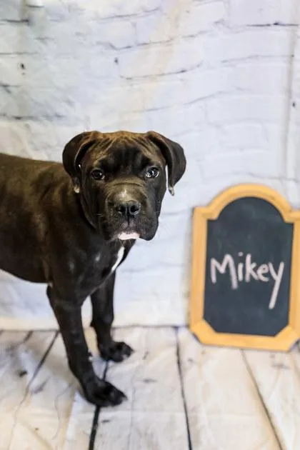 A baby medium-sized male Mixed Breed dog named Michael for adoption in Dothan, AL