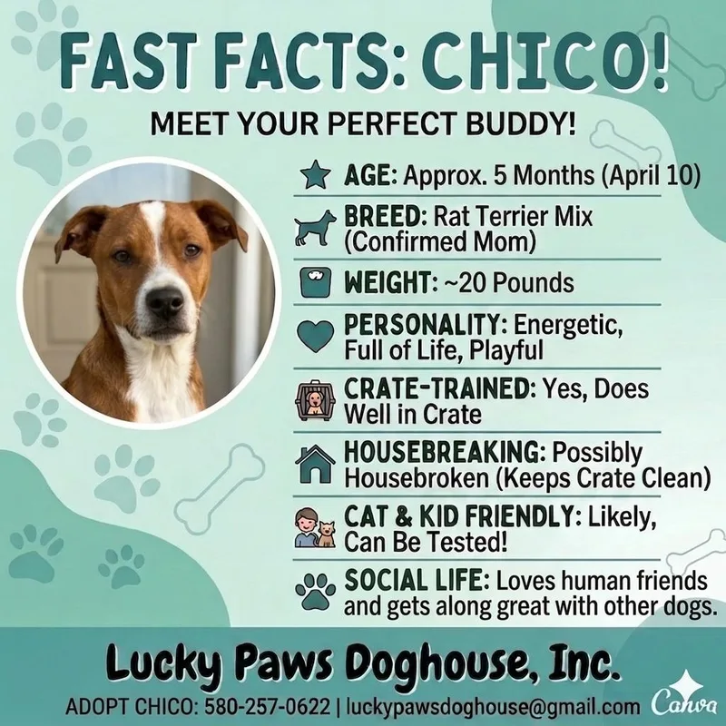 Chico thumbnail 3