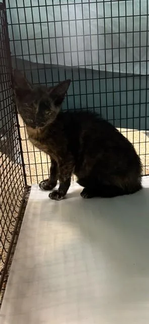A baby small-sized female Domestic Short Hair cat named Lorena for adoption in Miami, FL