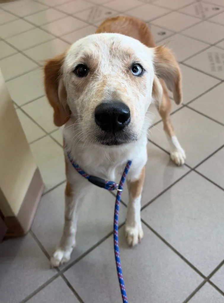 An adult medium-sized female Labrador Retriever dog named Lazzy for adoption in Little Rock, AR