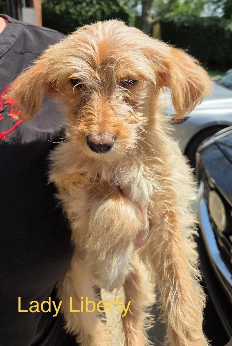 A baby medium-sized female Poodle dog named Lady Liberty for adoption in Saunderstown, RI