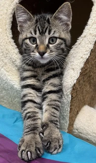 A baby medium-sized male Tabby (Brown / Chocolate) Domestic Short Hair cat named Kayak for adoption in Allegan, MI